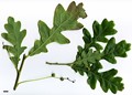 SpeciesSub: subsp. pedunculiflora 'Çankiri' SpeciesSub: subsp. pedunculiflora 'Çankiri'